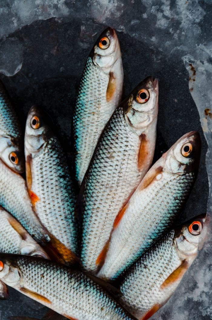 A detailed view of freshly caught fish arranged on icy surface, showcasing fresh seafood.