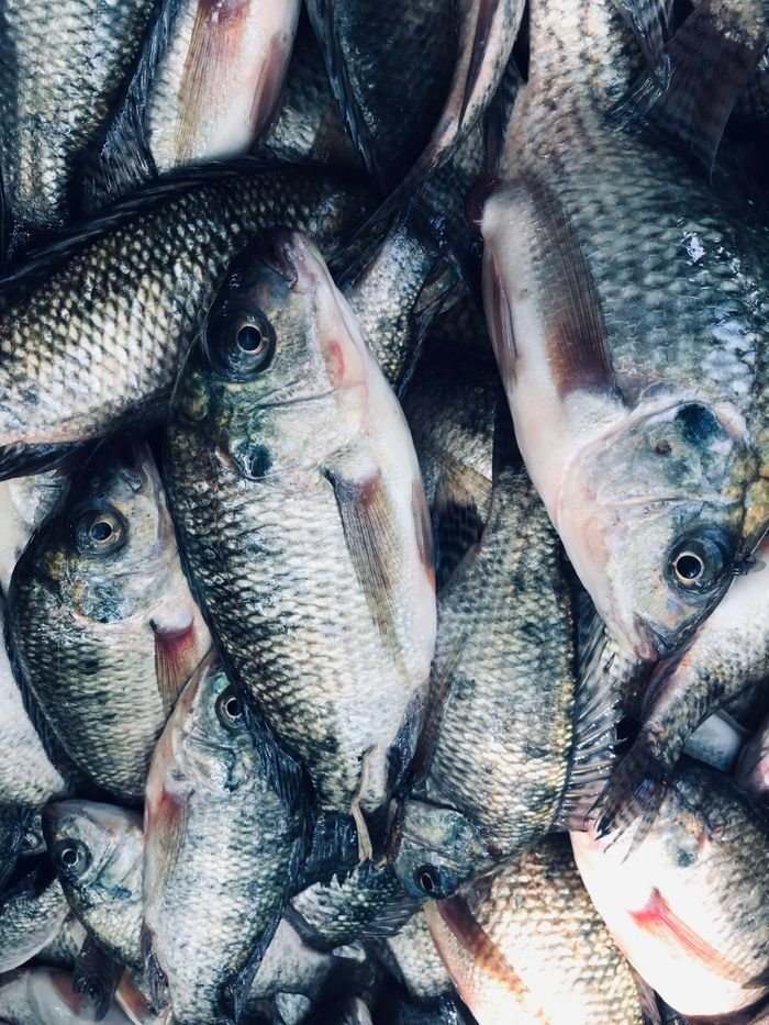 A vertical shot of freshly caught tilapia fish stacked together in Hawassa, Ethiopia.