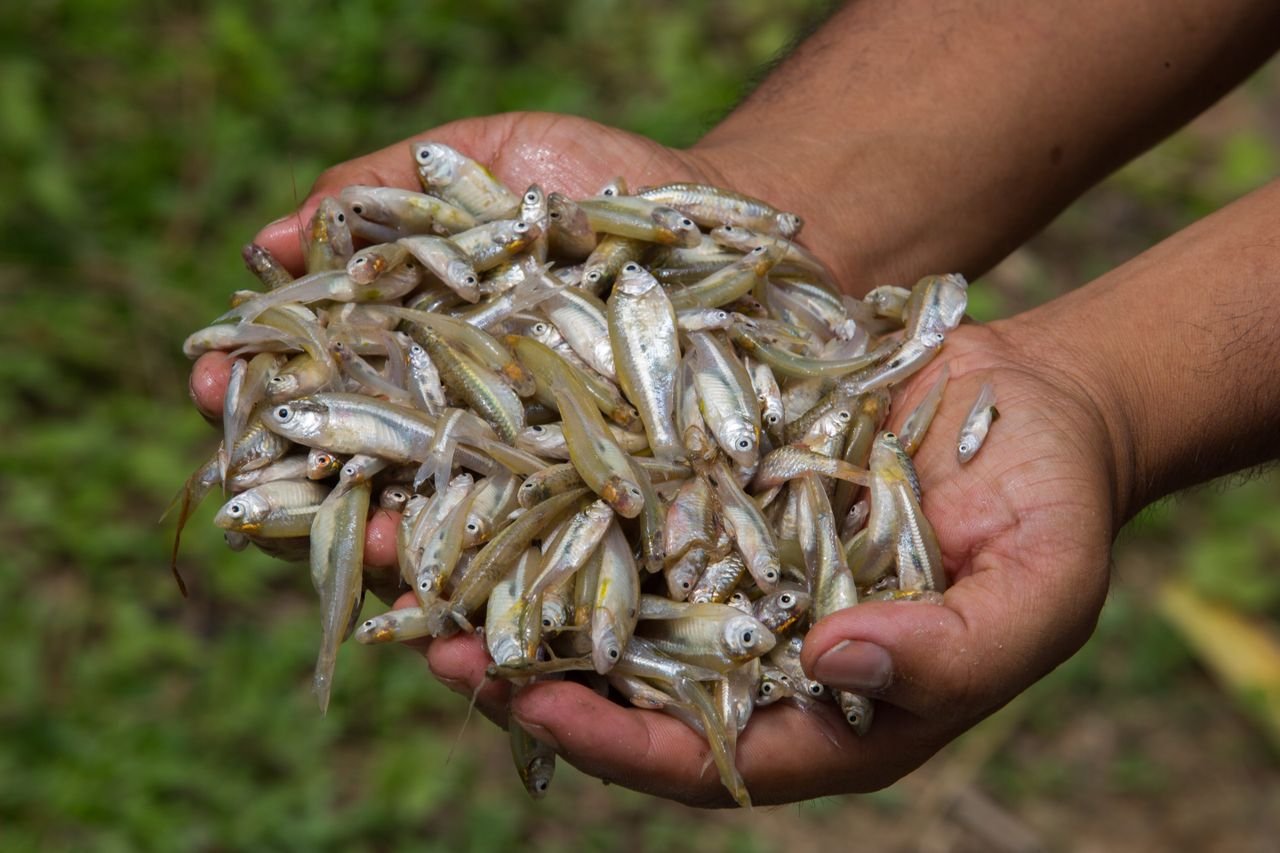 Close-up of hands holding small fresh fish caught in Chattogram, Bangladesh.