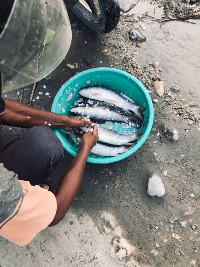 A person cleaning freshly caught fish in a plastic bowl with ice on a riverbank.