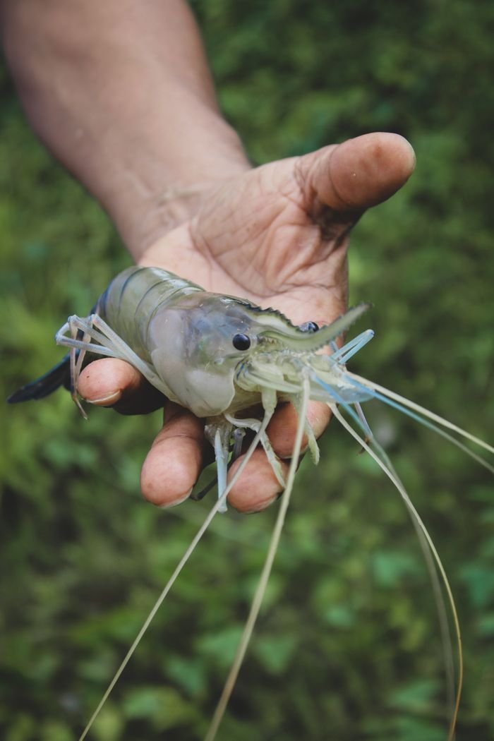 Close-up of a freshwater prawn being held in hand, outdoors in Odisha, India.
