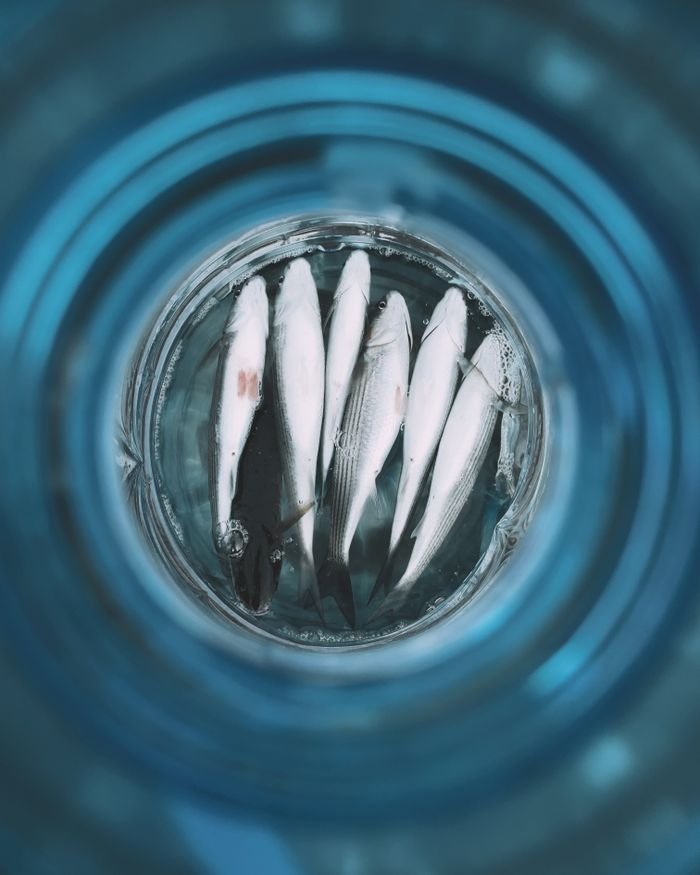 Home Top-down view of fresh fish in water, captured in Istanbul. Perfect for seafood and fishing themes.